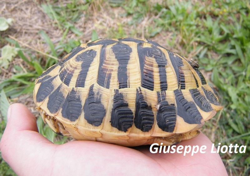 profilo maschio 2.JPG