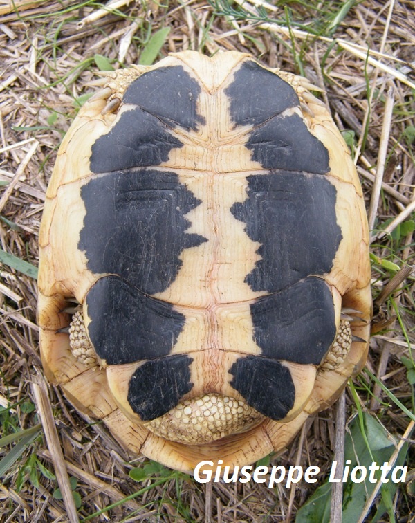 piastrone maschio 2.JPG