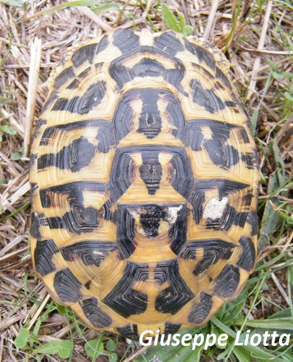 carapace maschio 2.JPG