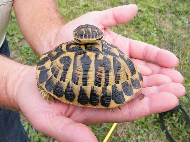 sulle mani di Micael.JPG