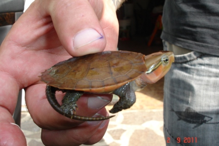 platy1.jpg