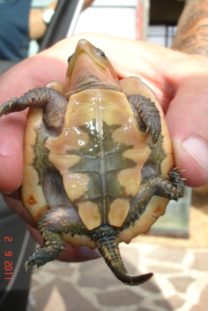 platy2.jpg
