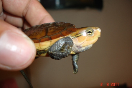 platy3.jpg