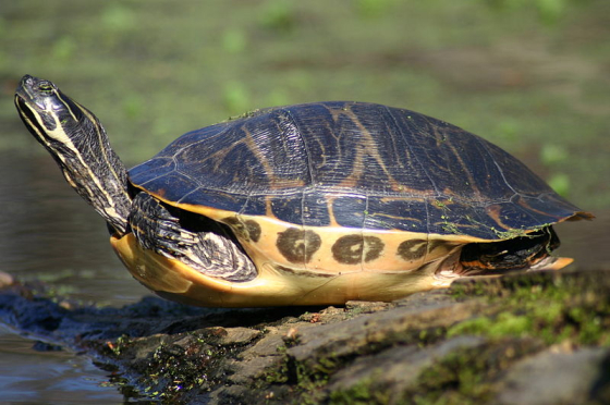 Pseudemys floridana floridana.jpg