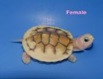 trachemys albina.jpg