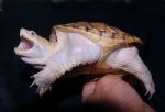 chelydra leucistica.jpg