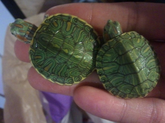 Trachemys scripta elegans.jpg