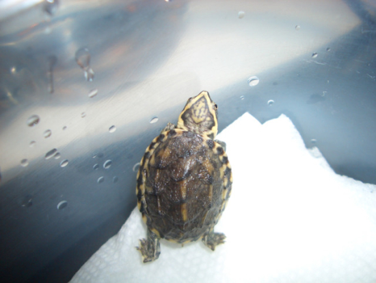 Sternotherus odoratus (1).jpg