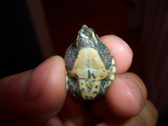Sternotherus odoratus (2).jpg