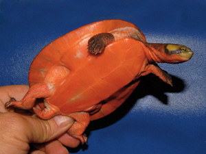 Emydura subglobosa.jpg