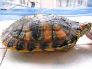 Trachemys scripta elegans.jpg