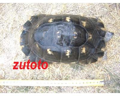 ridimensionate (4).jpg