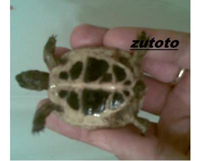 ridimensionate (1).jpg