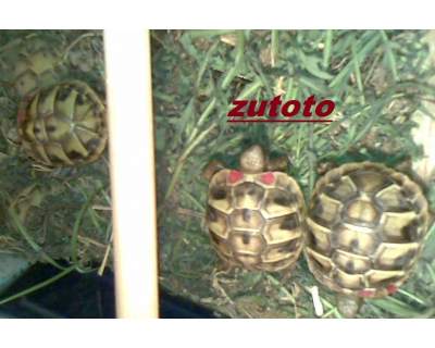 ridimensionate (3).jpg