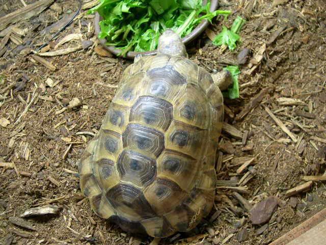 Testudo graeca ibera X Testudo marginata (1).jpg