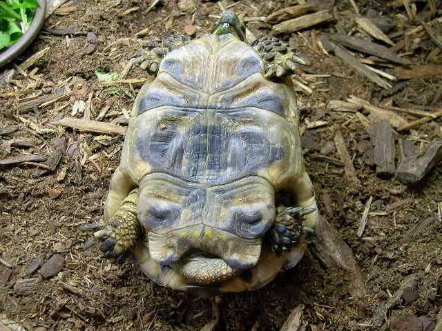 Testudo graeca ibera X Testudo marginata (2).jpg